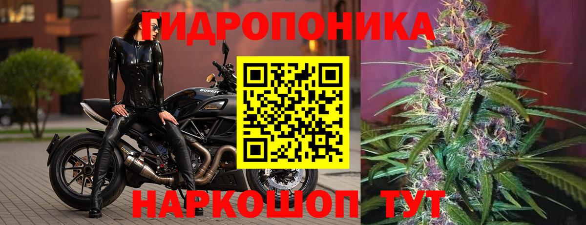 МАРИХУАНА сатива Чита